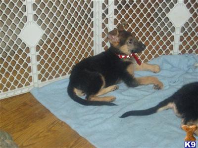 Puppies in IL